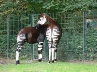 Berlin zoo